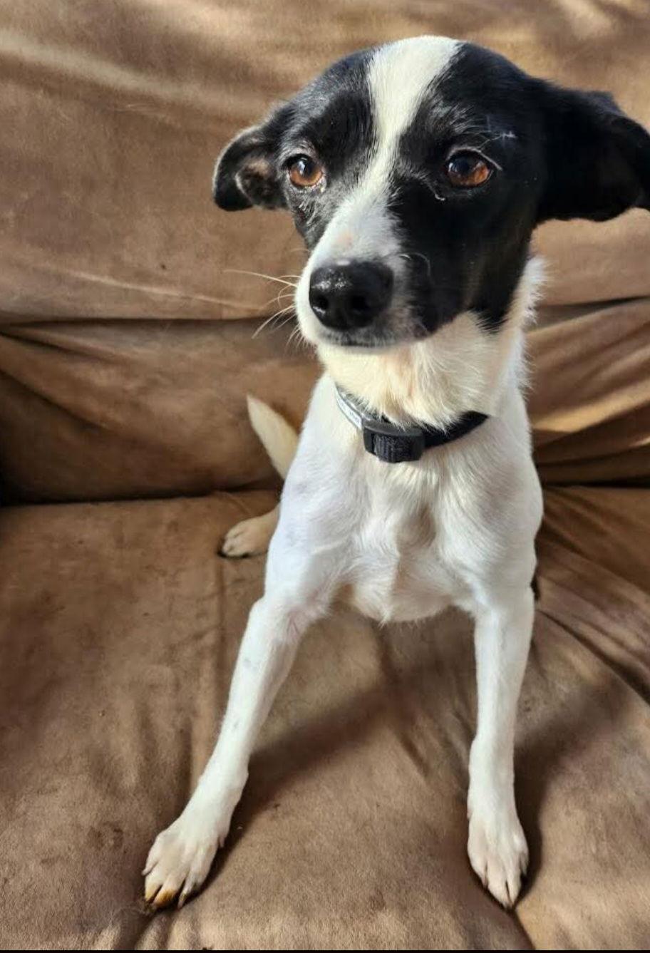 Enlarge Doty, a Adoptable Jack Russell Terrier in Buffalo, MN image 3/3