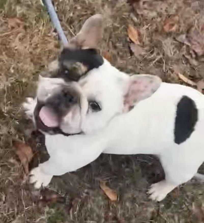 Lucas, ADOPTABLE, Young Male French Bulldog.