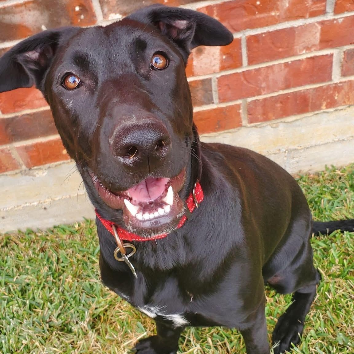 Annie, Adoptable, Young Female Black Labrador Retriever.