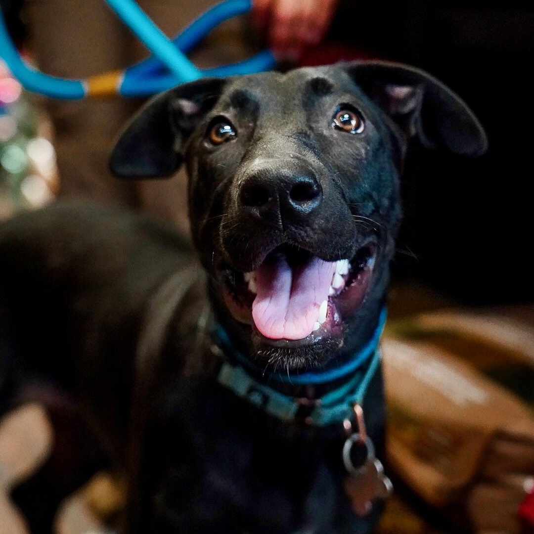 Enlarge Annie, a Adoptable mixed breed in Plano, TX image 3/6