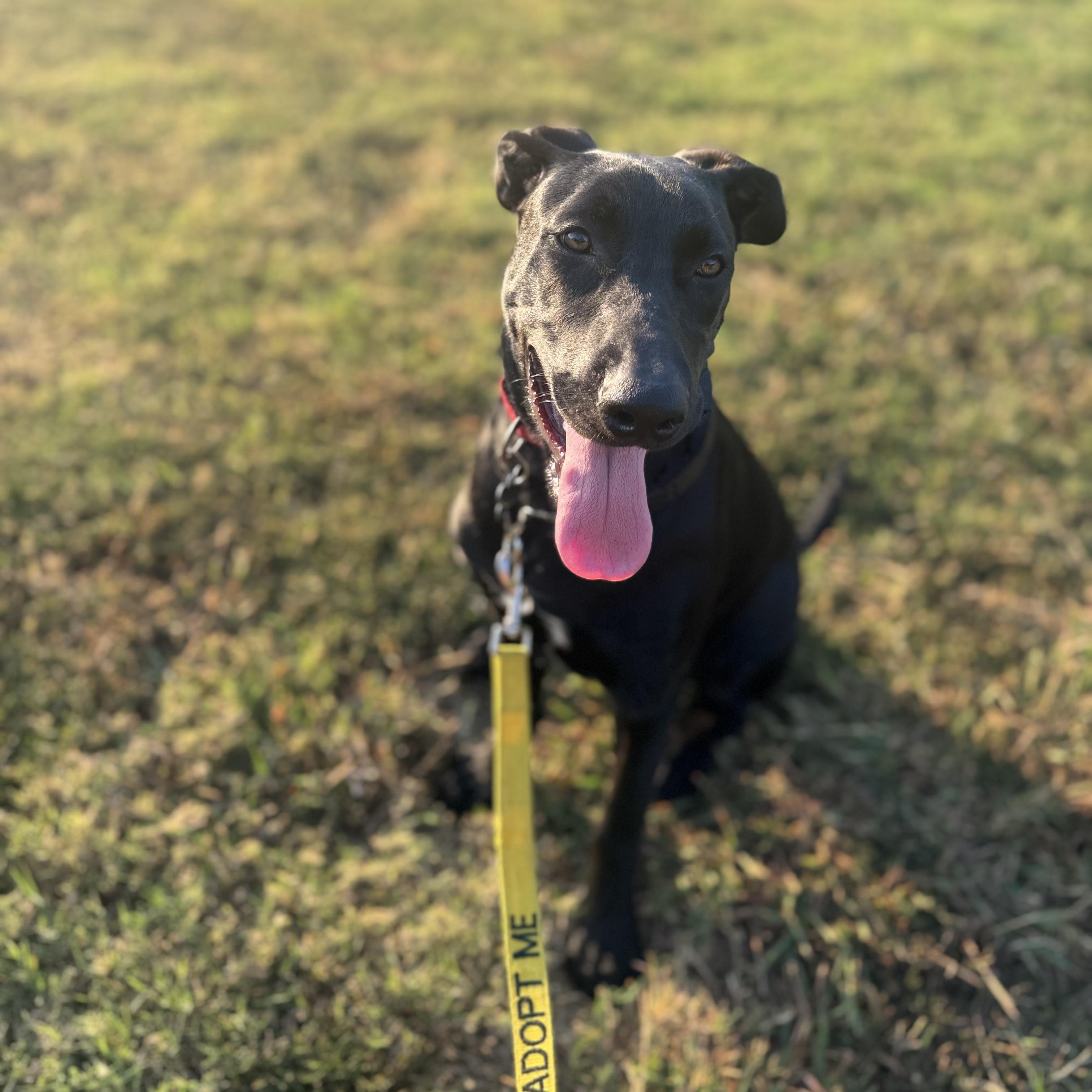 Enlarge Annie, a Adoptable mixed breed in Plano, TX image 5/6