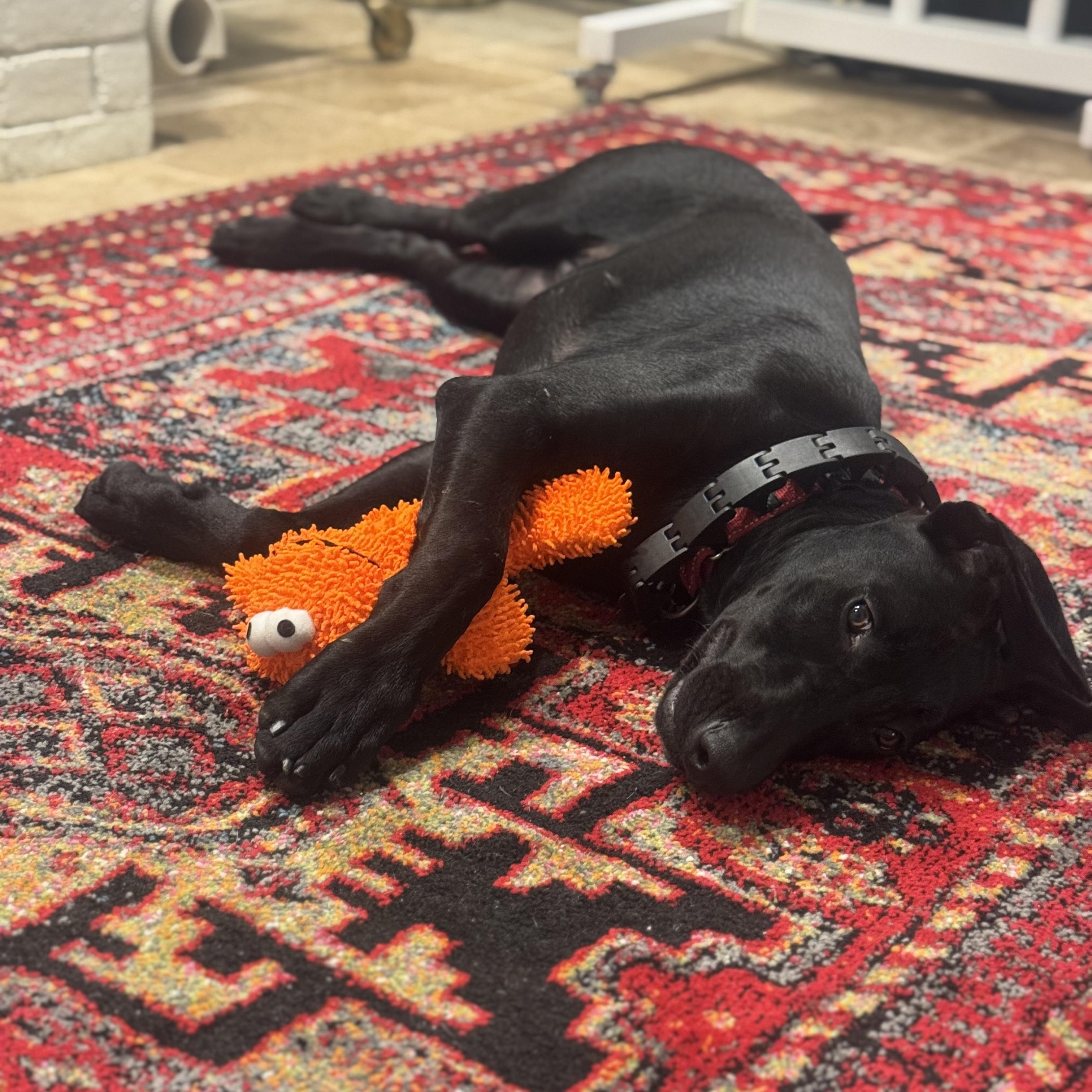 Enlarge Annie, a Adoptable mixed breed in Plano, TX image 6/6