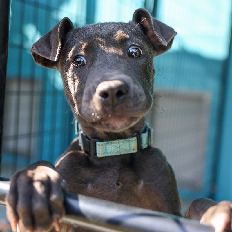 Blue Jean, Adoptable, Puppy Female Mixed Breed.