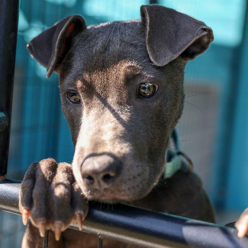 Enlarge Blue Jean, a Adoptable Mixed Breed in Bradenton, FL image 2/4