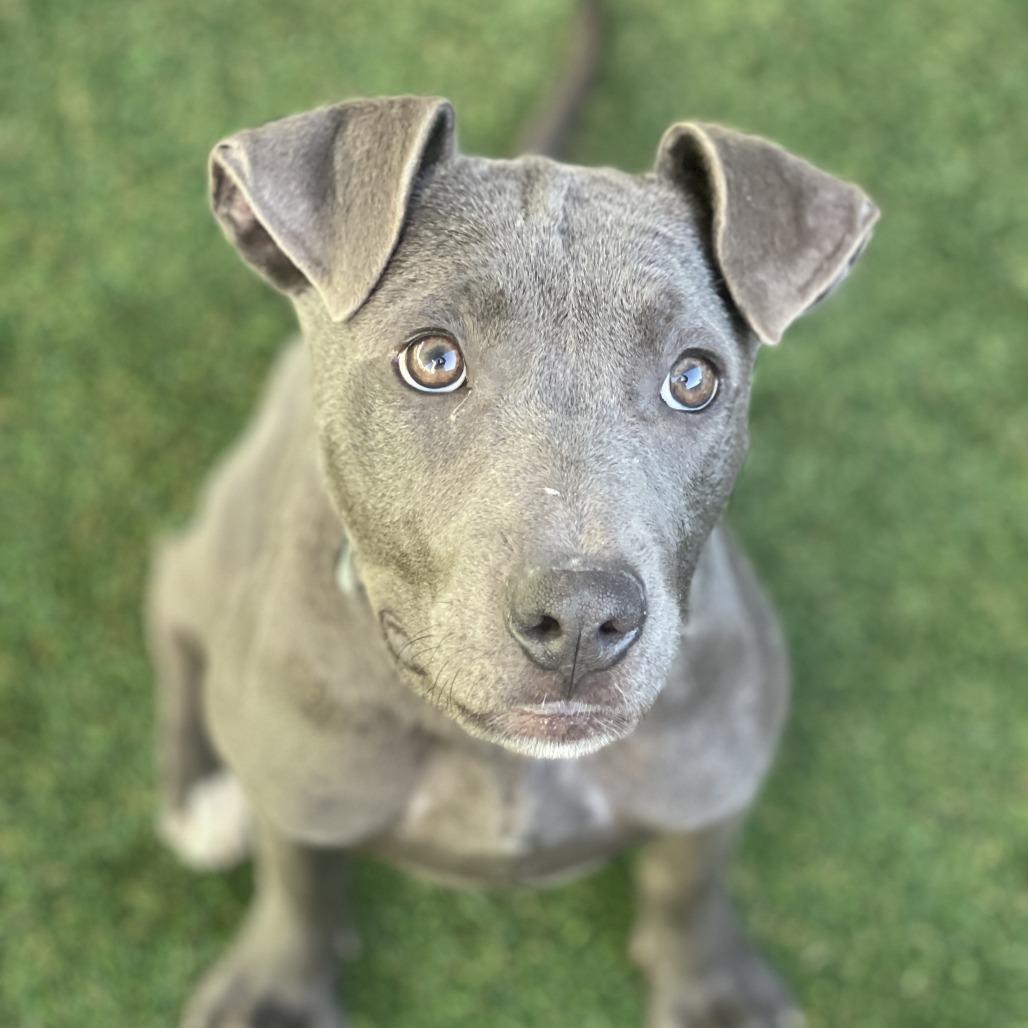 Enlarge Blue Jean, a Adoptable Mixed Breed in Bradenton, FL image 3/4