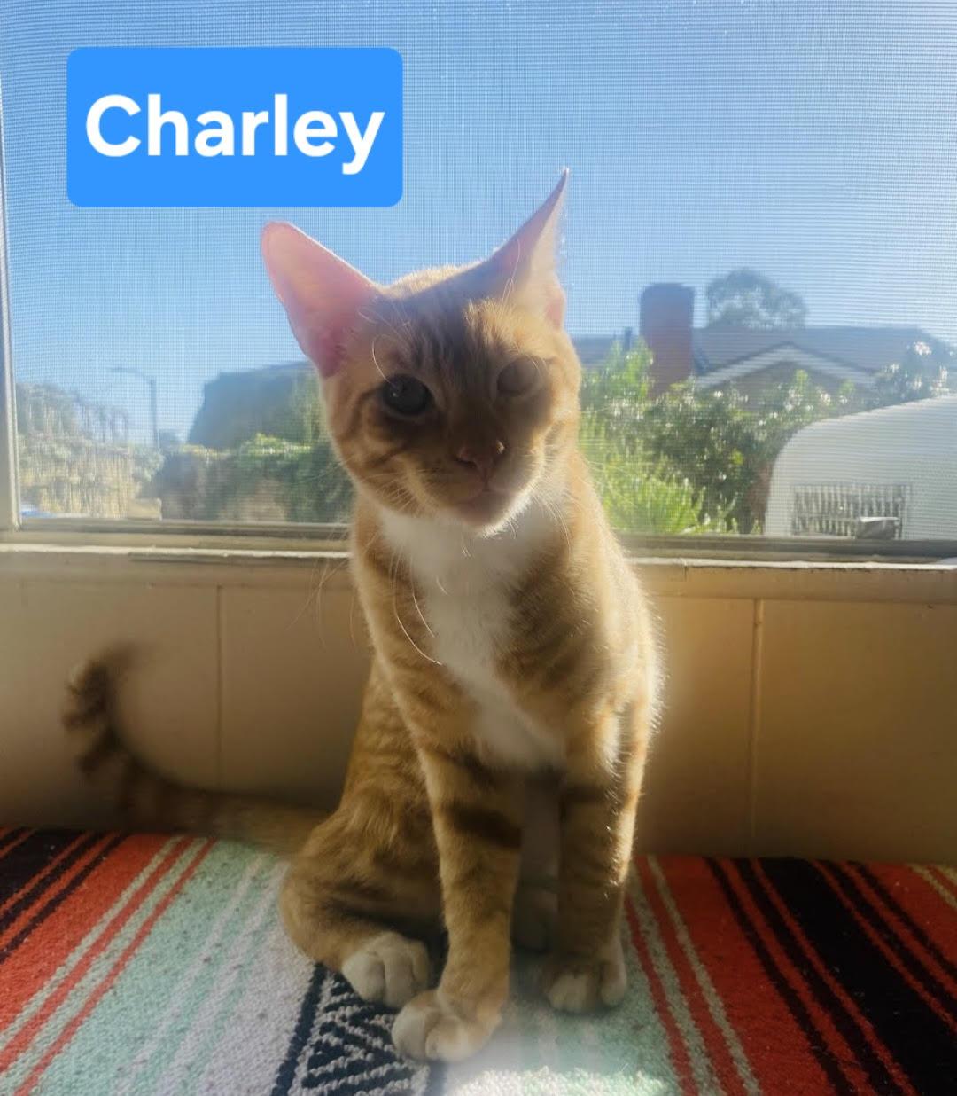 Charley, Adoptable, Young Male Tabby.