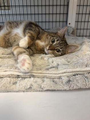 Enlarge Frankie, a Adoptable mixed breed in Mount Pleasant, IA image 1/3