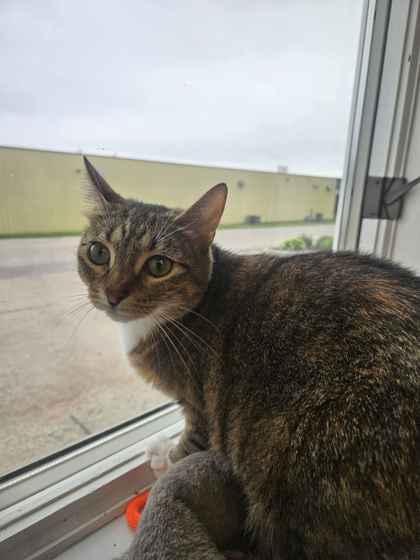 Enlarge Frankie, a Adoptable mixed breed in Mount Pleasant, IA image 2/3