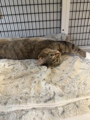 Enlarge Frankie, a Adoptable mixed breed in Mount Pleasant, IA image 3/3