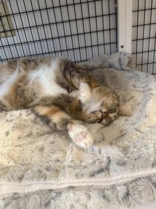 Enlarge Frankie, a Adoptable mixed breed in Mount Pleasant, IA image 3/3