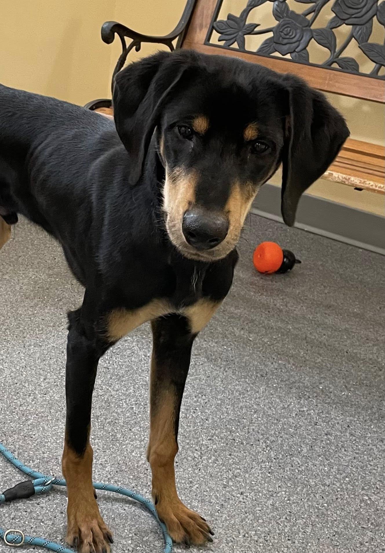 Enlarge RICHARD, a Adoptable mixed breed in Covington, VA image 1/1