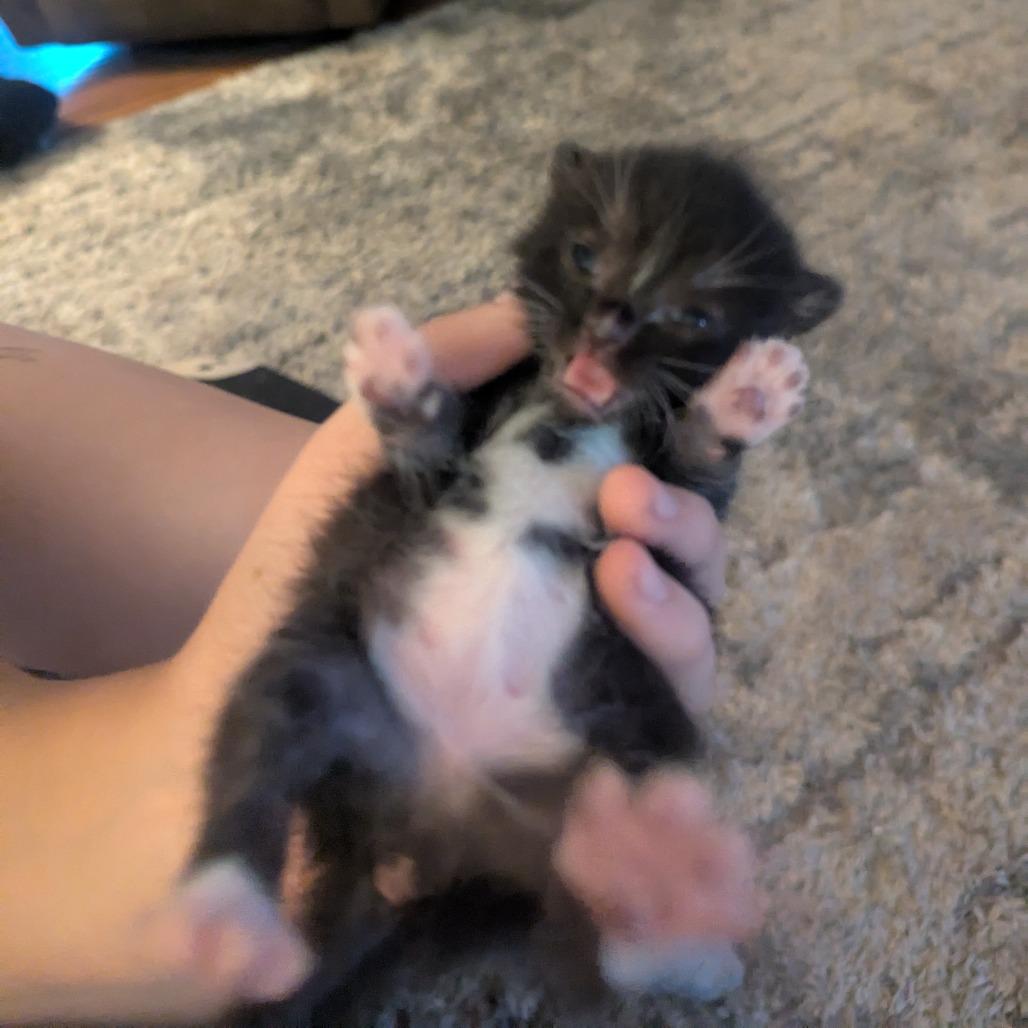 TABOO, Adoptable, Kitten Female Domestic Short Hair.