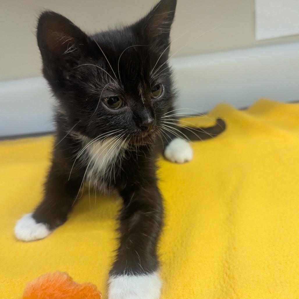 Enlarge TABOO, a Adoptable Domestic Short Hair in Memphis, TN image 2/2