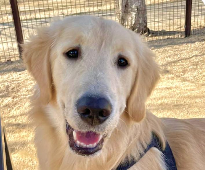 Bagel, adopted, Puppy Female Golden Retriever.