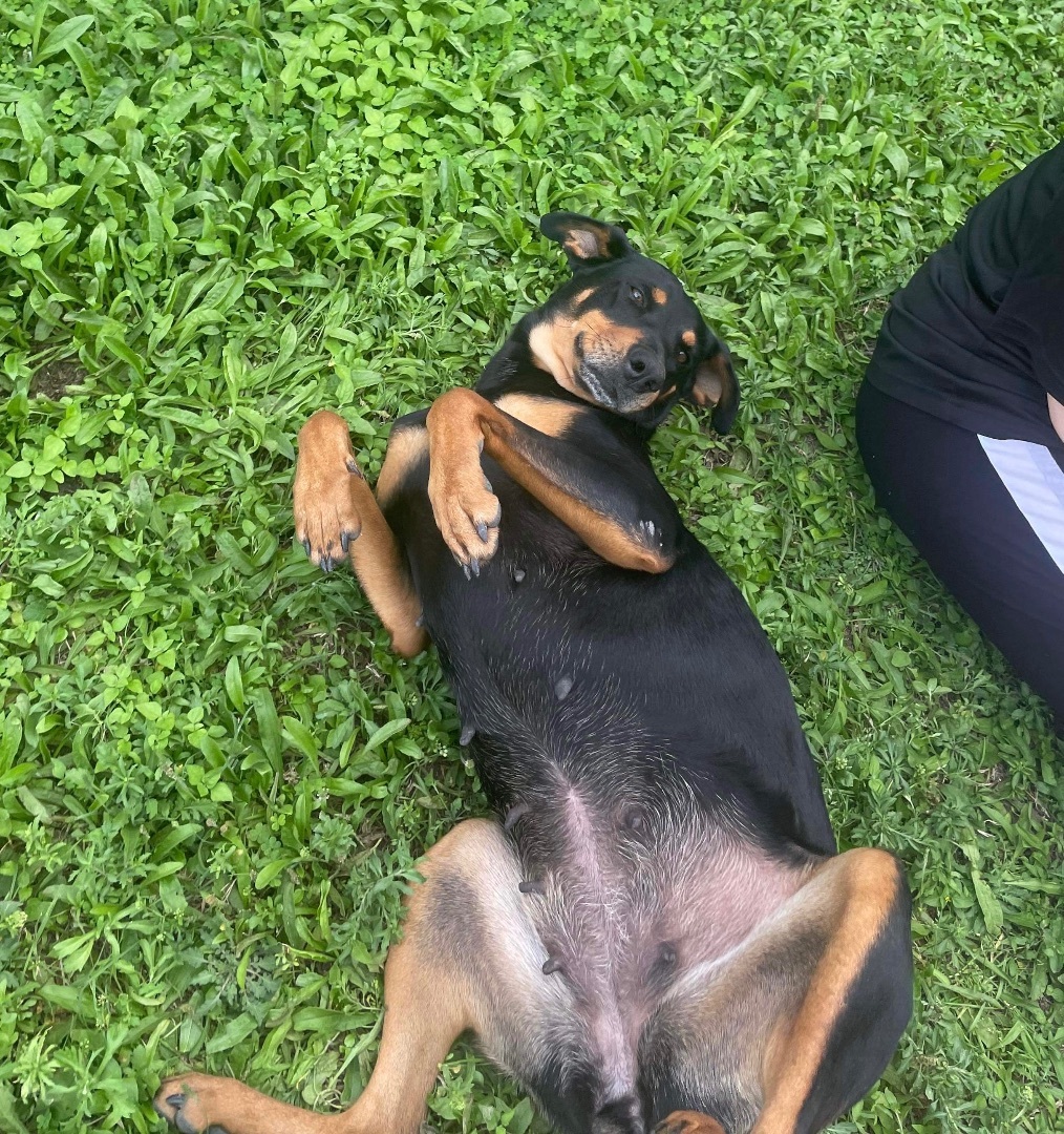 Enlarge Cherry, a Adoptable mixed breed in Philadelphia, PA image 3/5