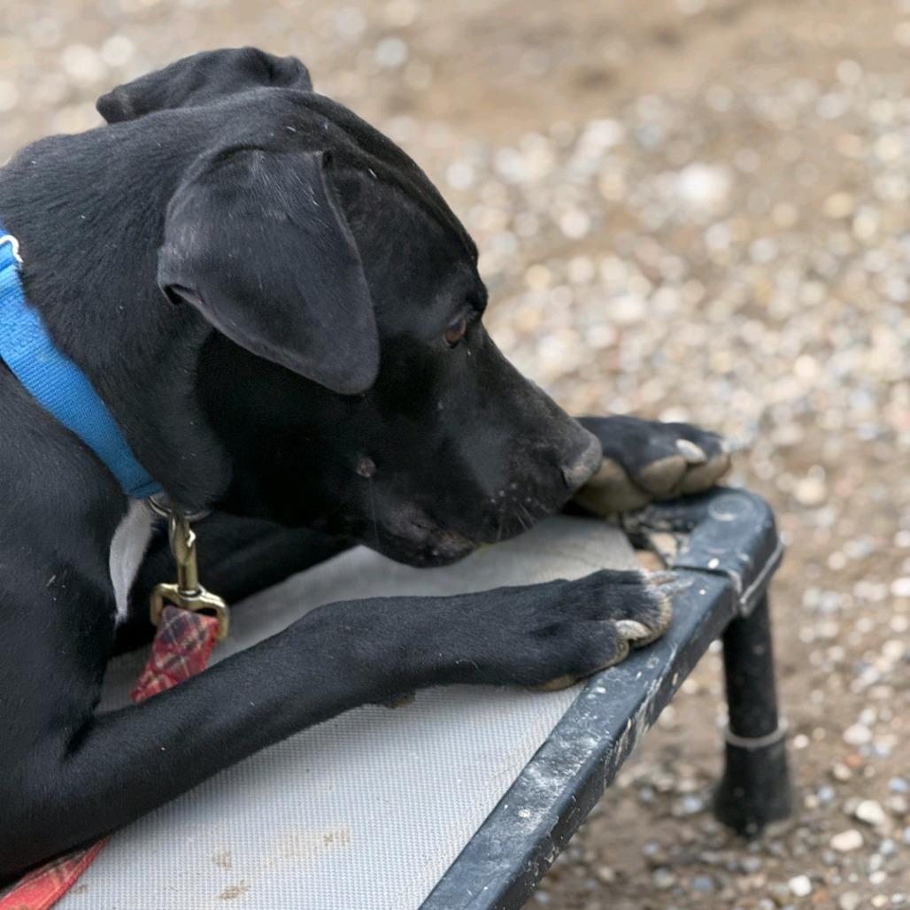 Enlarge Onyx, a Adoptable Labrador Retriever in Columbia Station, OH image 1/6