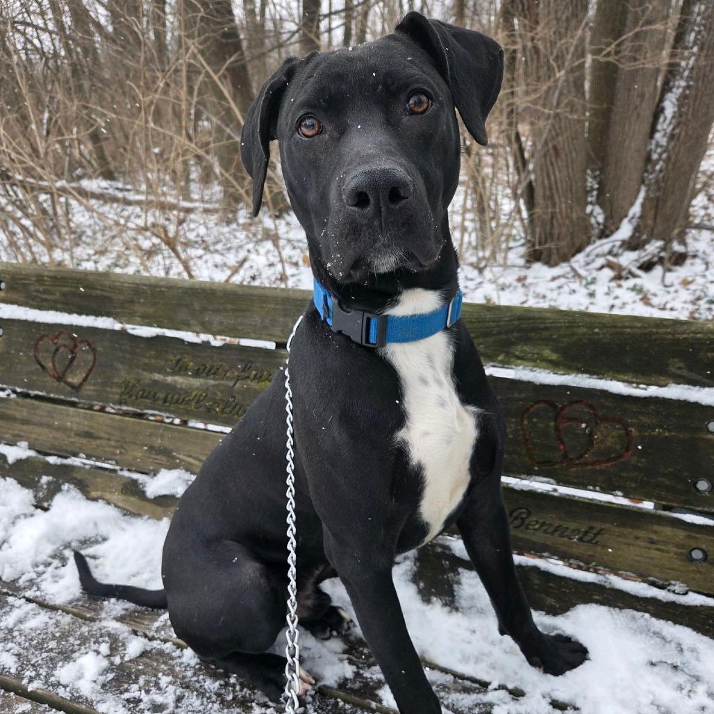 Enlarge Onyx, a Adoptable Labrador Retriever in Columbia Station, OH image 2/6