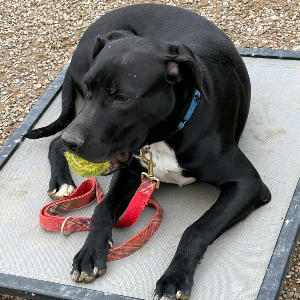 Enlarge Onyx, a Adoptable Labrador Retriever in Columbia Station, OH image 3/6