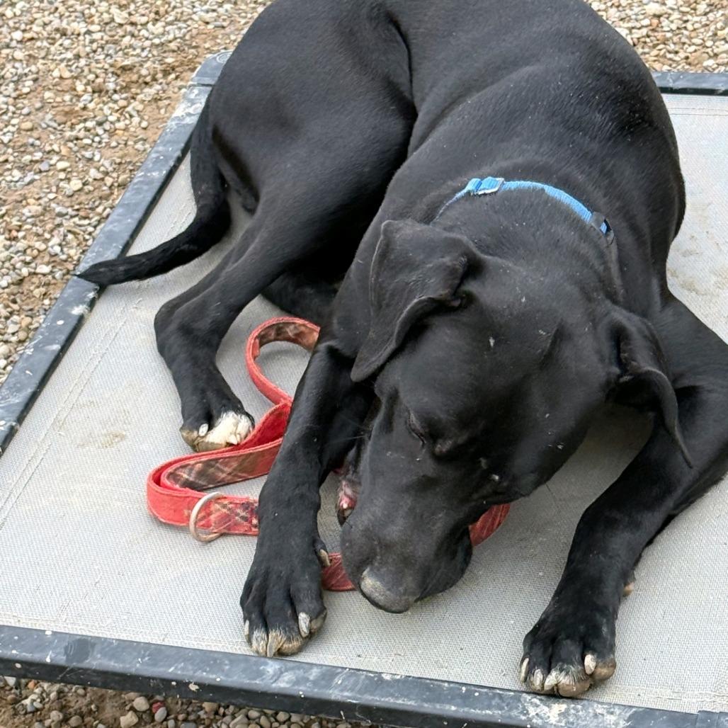 Enlarge Onyx, a Adoptable Labrador Retriever in Columbia Station, OH image 4/6