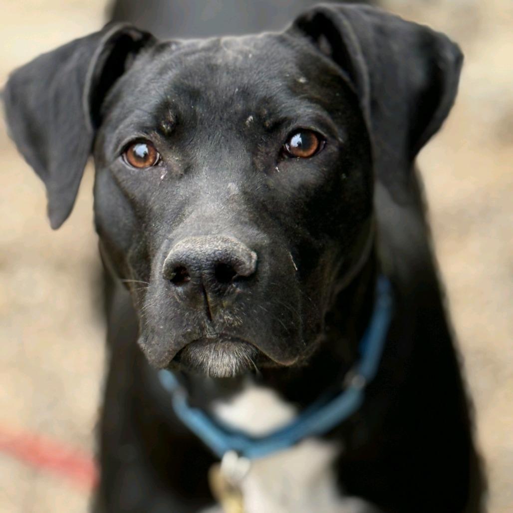 Enlarge Onyx, a Adoptable Labrador Retriever in Columbia Station, OH image 5/6