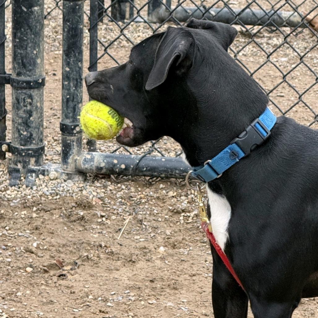 Enlarge Onyx, a Adoptable Labrador Retriever in Columbia Station, OH image 6/6