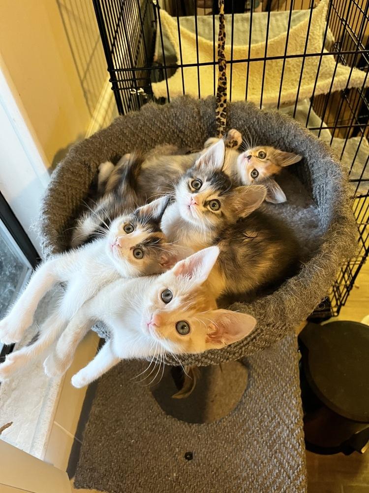 Ginny, Adopted, Kitten Female Domestic Short Hair & Calico.