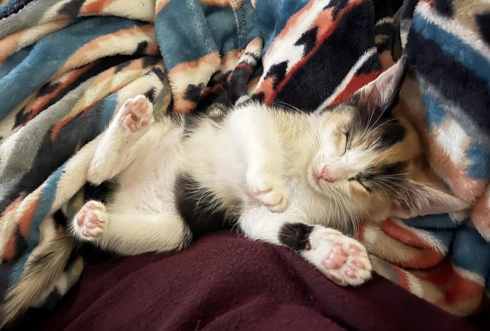 Ginny, a Adopted mixed breed in Calimesa, CA image 2/5