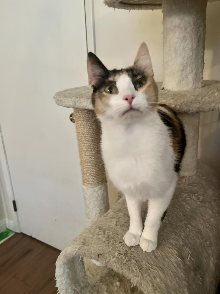 Ginny, Adopted, Kitten Female Domestic Short Hair & Calico.