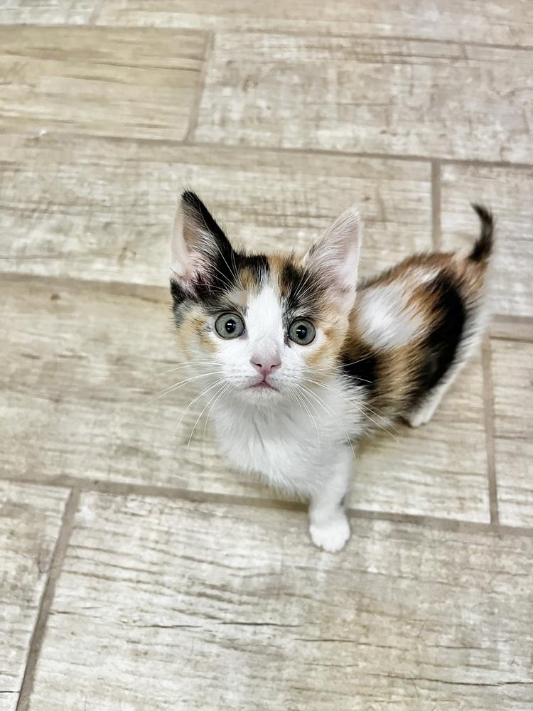 Ginny, a Adopted mixed breed in Calimesa, CA image 4/5