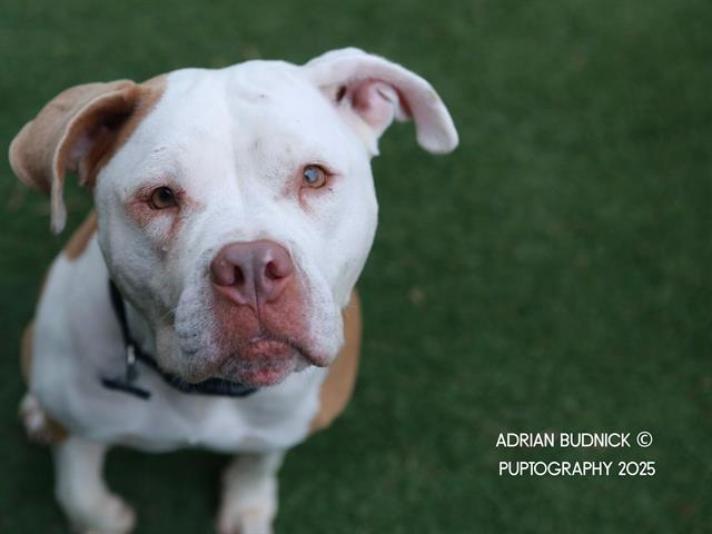 MABLE, Adoptable, Adult Female Mixed Breed.