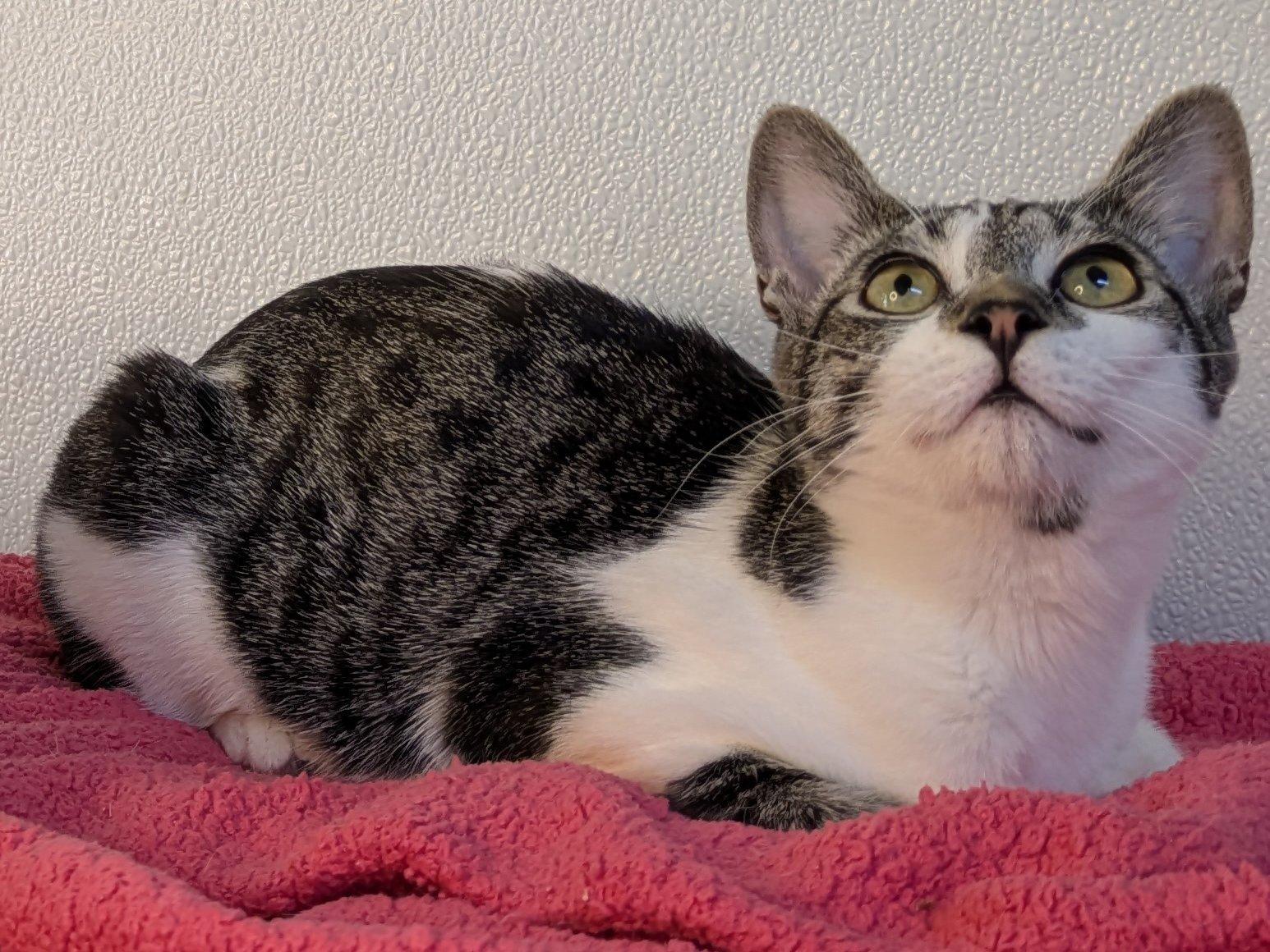 Doritos SHY CAT SPECIAL $20, a Adoptable mixed breed in Monroe, WA image 5/6