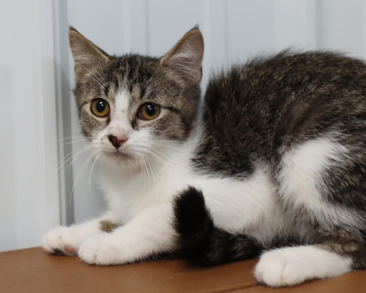 Enlarge Tofu, a Adoptable mixed breed in Lancaster, OH image 1/1