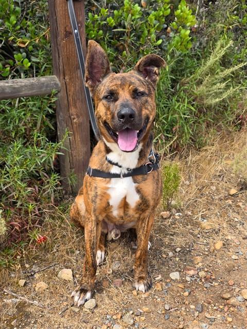 YAMI, Adoptable, Adult Male Pit Bull Terrier & Mixed Breed.