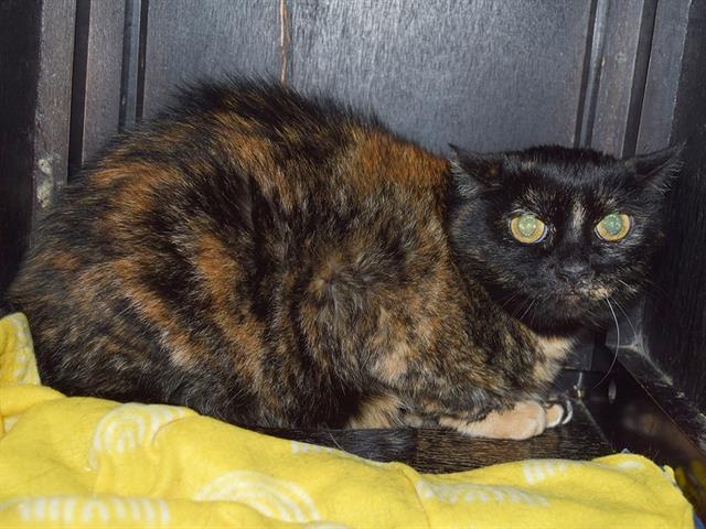 Enlarge TYRA, a Adoptable Domestic Short Hair in Sacramento, CA image 1/1