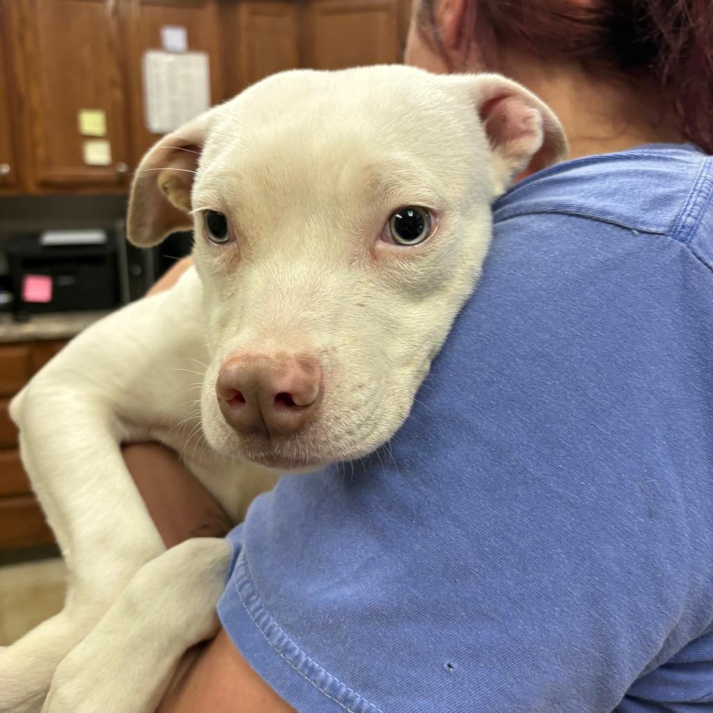 Mouse, Adoptable, Adult Male Terrier.