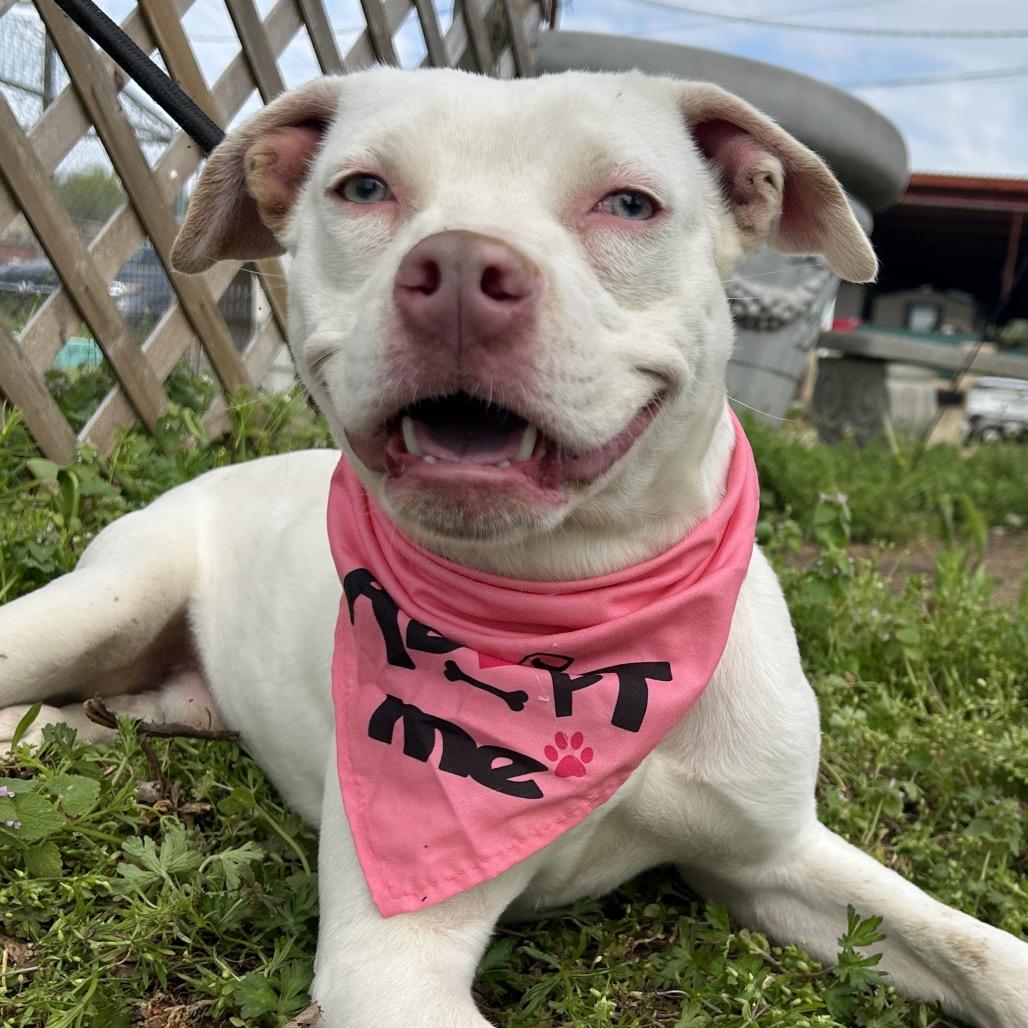 Enlarge Mouse, a Adoptable mixed breed in West Point, MS image 2/5