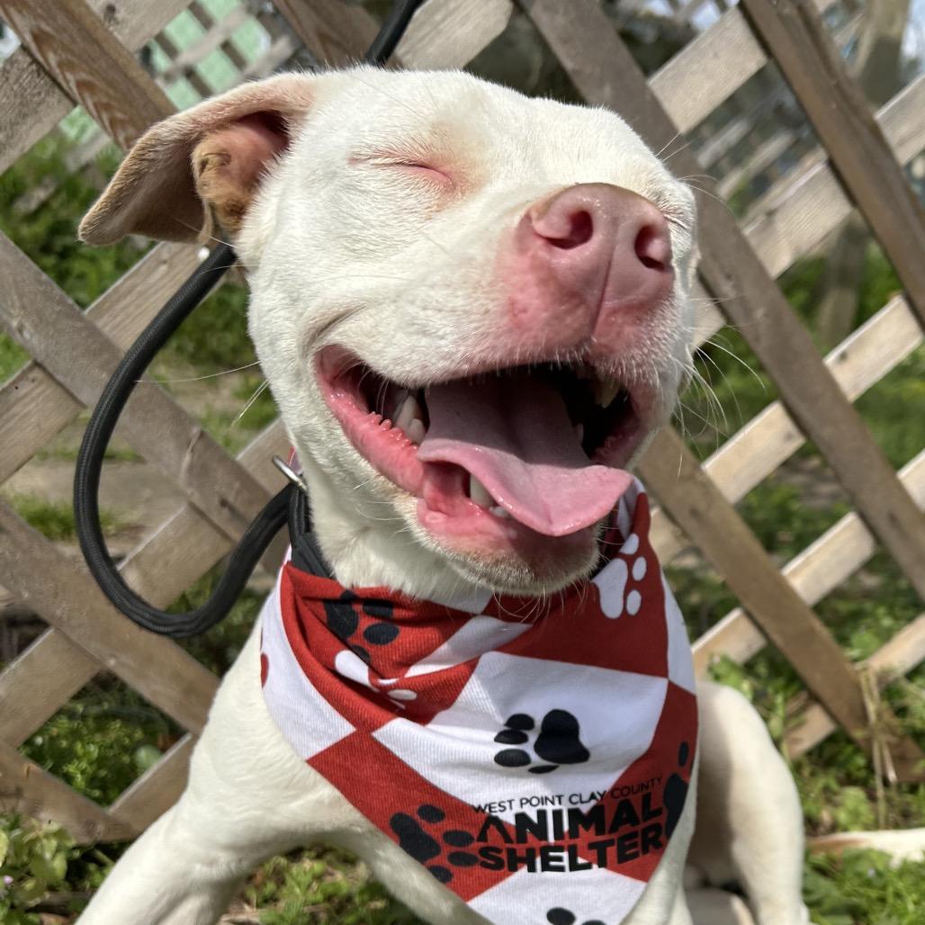 Enlarge Mouse, a Adoptable mixed breed in West Point, MS image 3/5