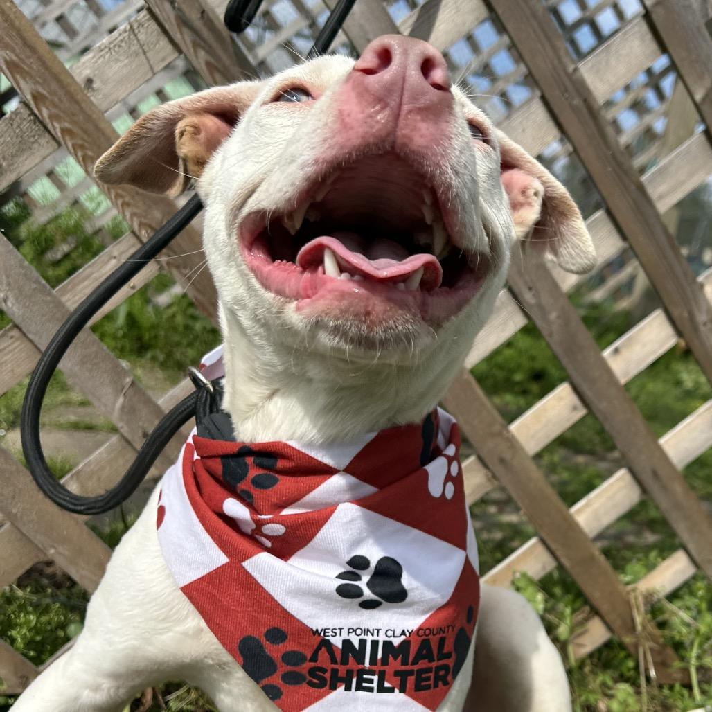 Enlarge Mouse, a Adoptable mixed breed in West Point, MS image 4/5