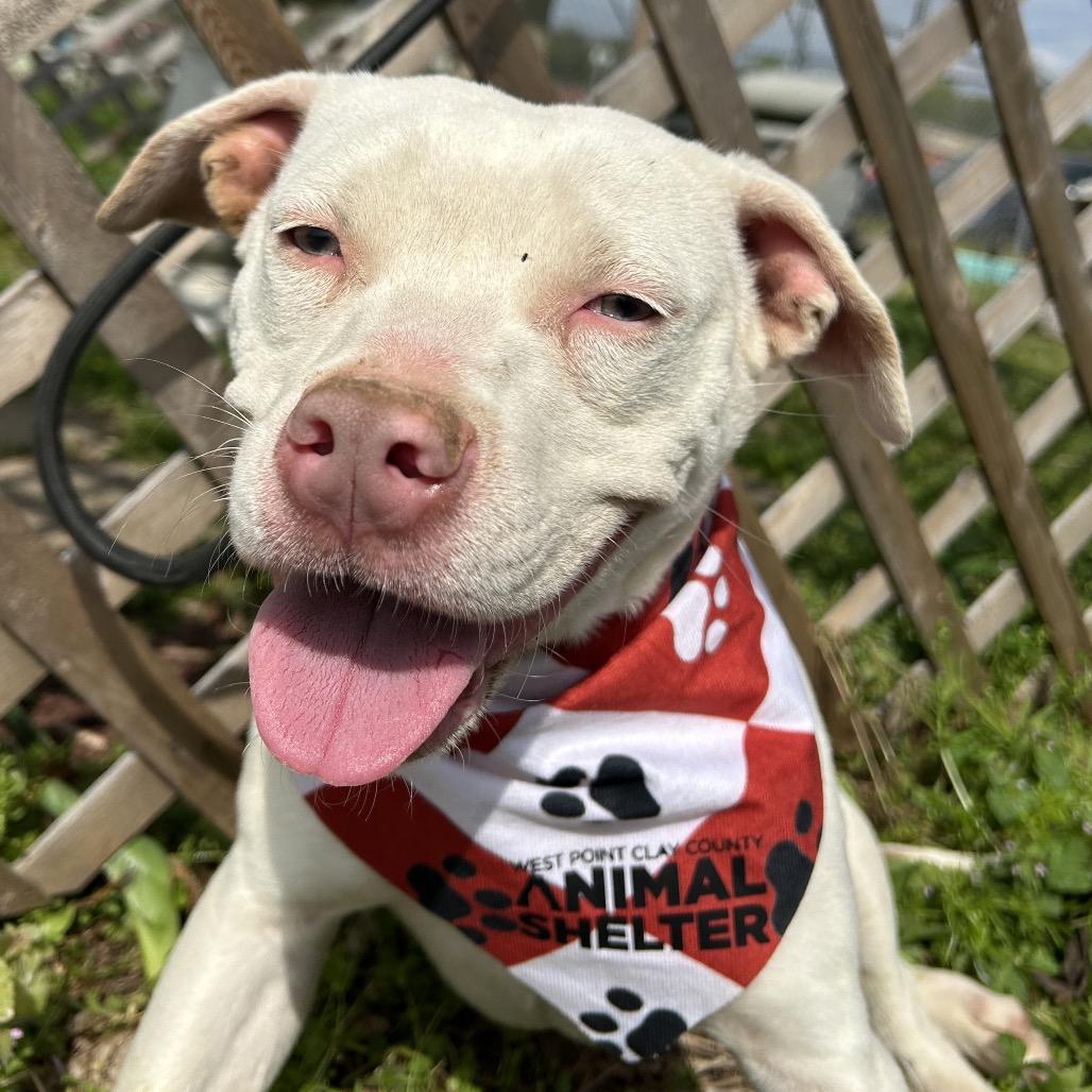 Enlarge Mouse, a Adoptable mixed breed in West Point, MS image 5/5