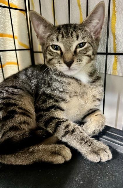 Enlarge Freddy K, a Adoptable Domestic Short Hair in Marathon , FL image 1/1