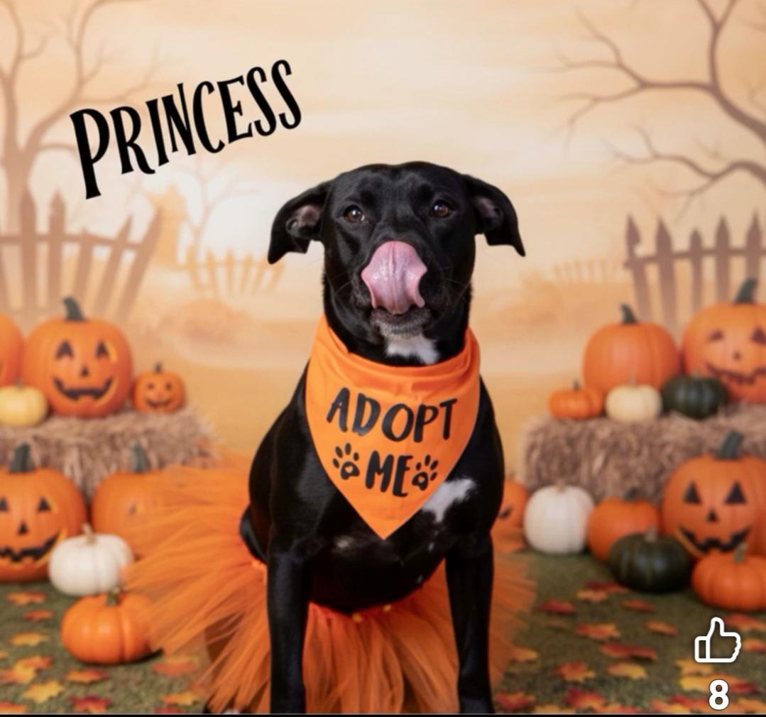 Princess, Adoptable, Young Female Pit Bull Terrier.