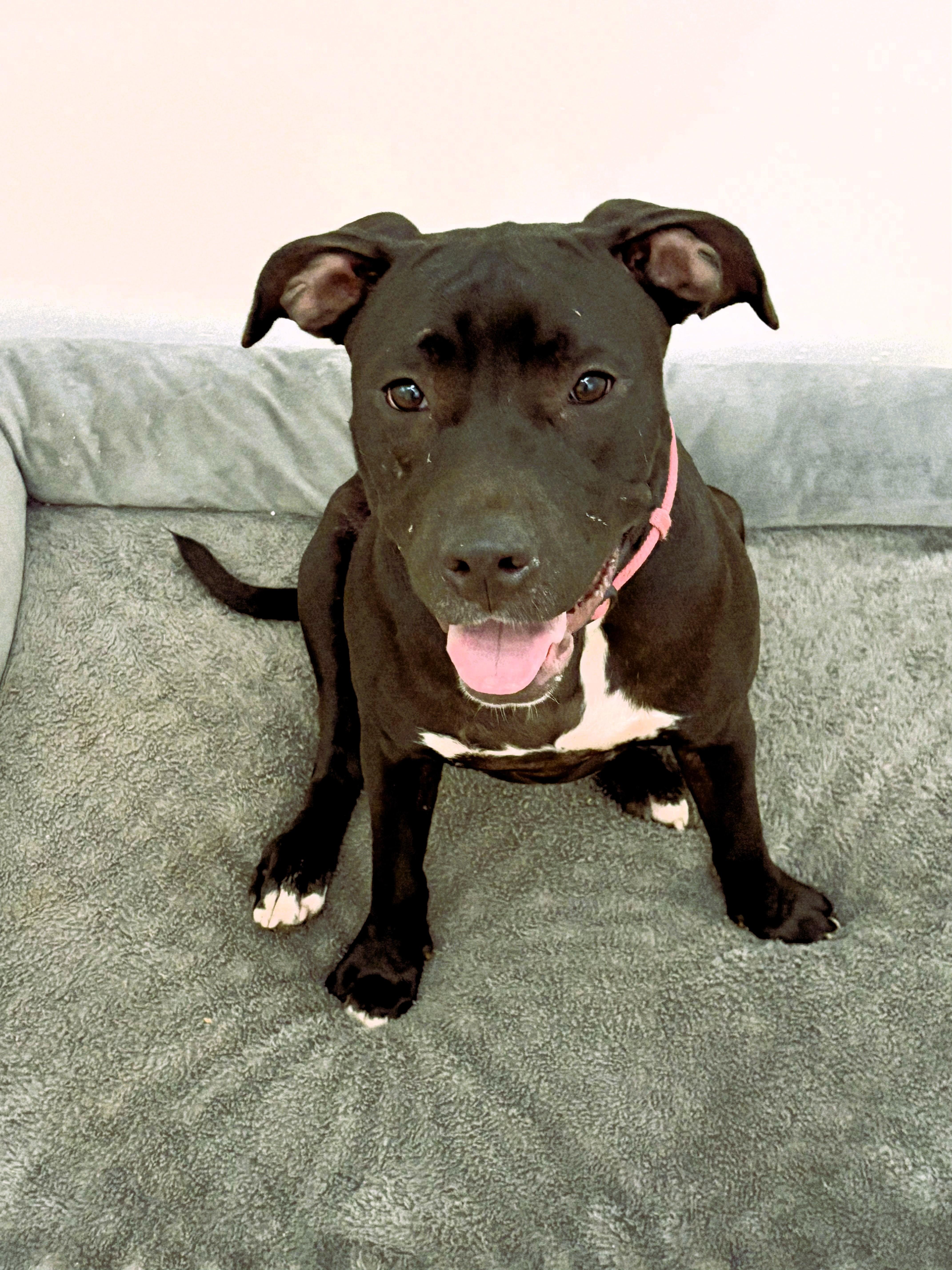 Enlarge Princess, a Adoptable mixed breed in Denver, NC image 3/6