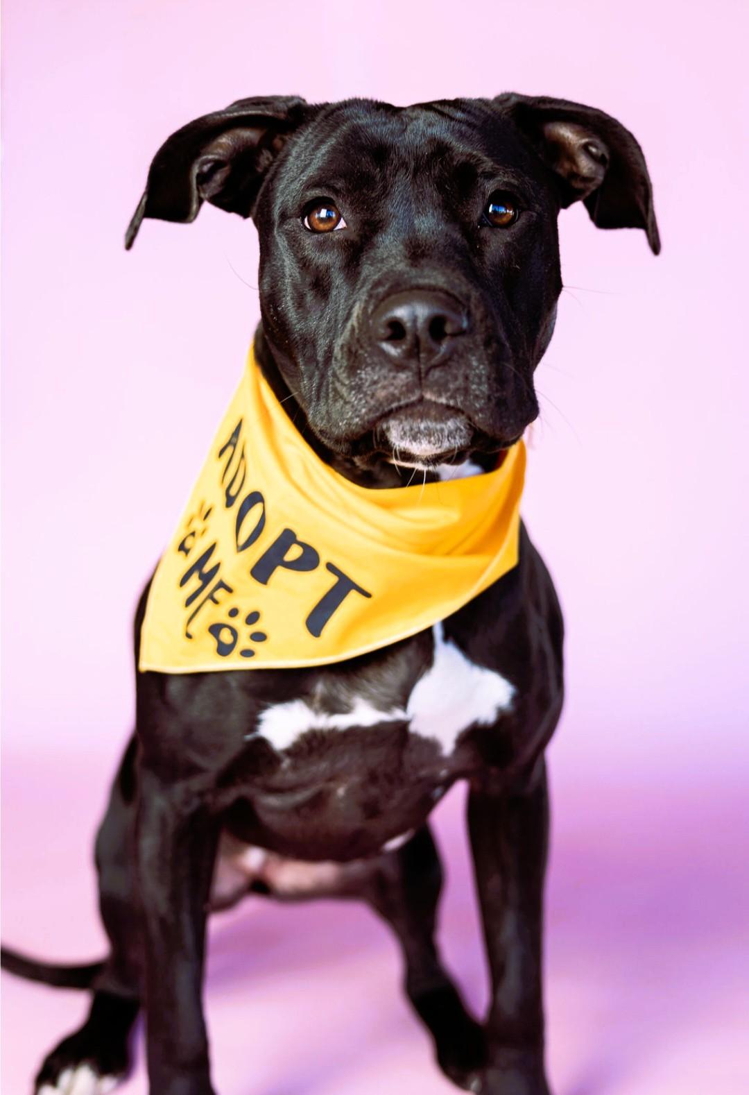 Princess, Adoptable, Young Female Pit Bull Terrier.