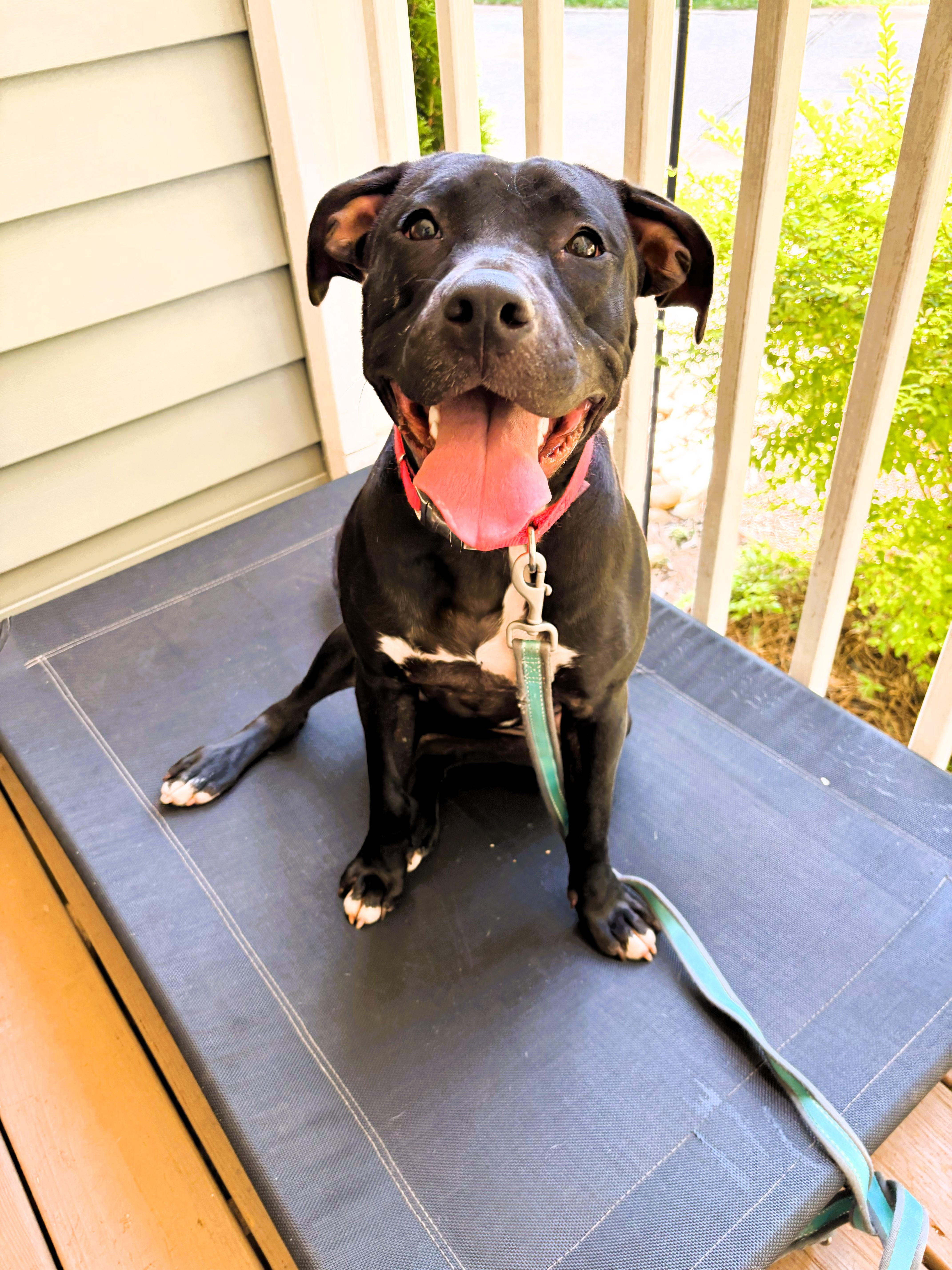 Enlarge Princess, a Adoptable mixed breed in Denver, NC image 4/6