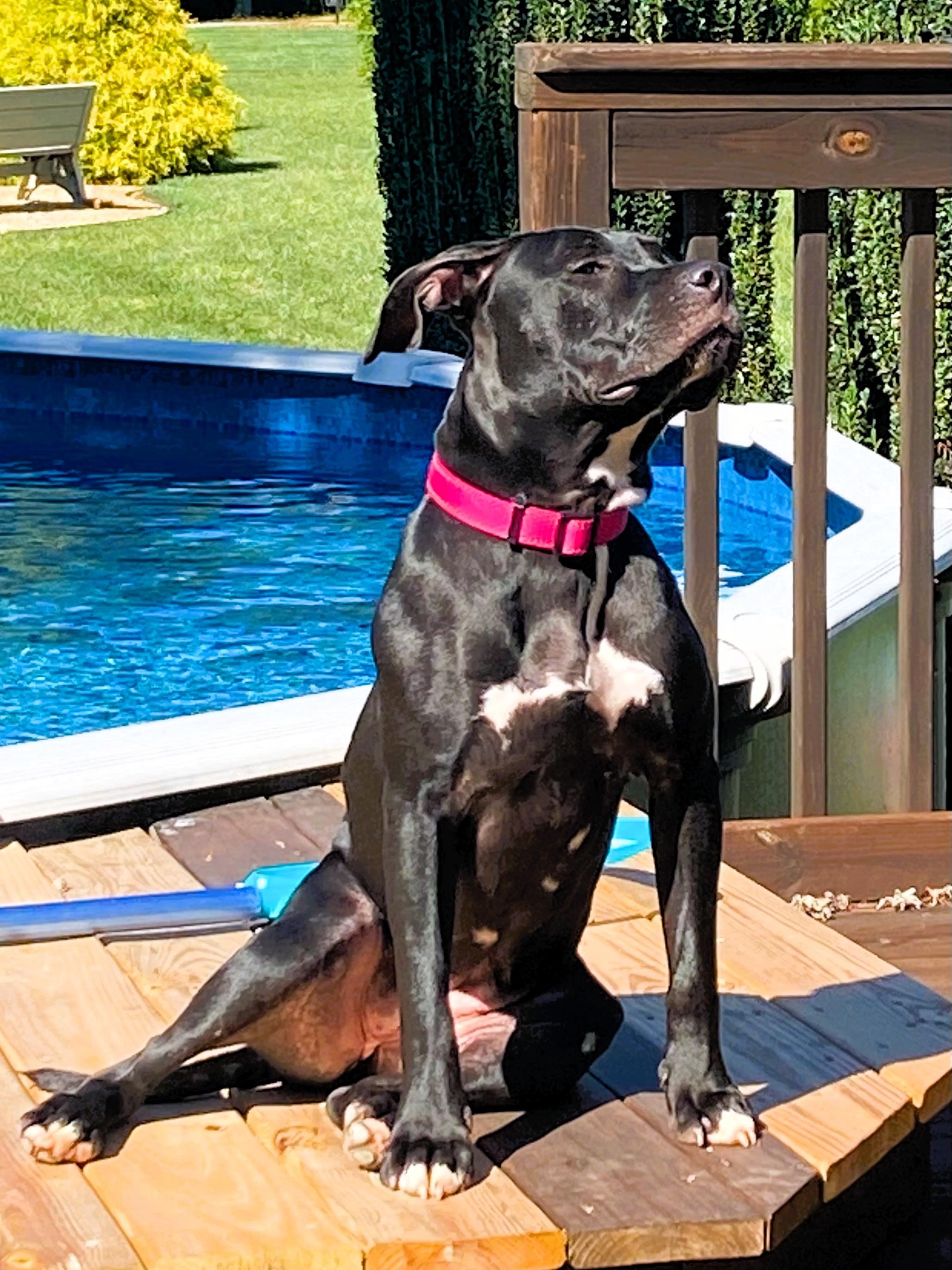 Enlarge Princess, a Adoptable mixed breed in Denver, NC image 5/6