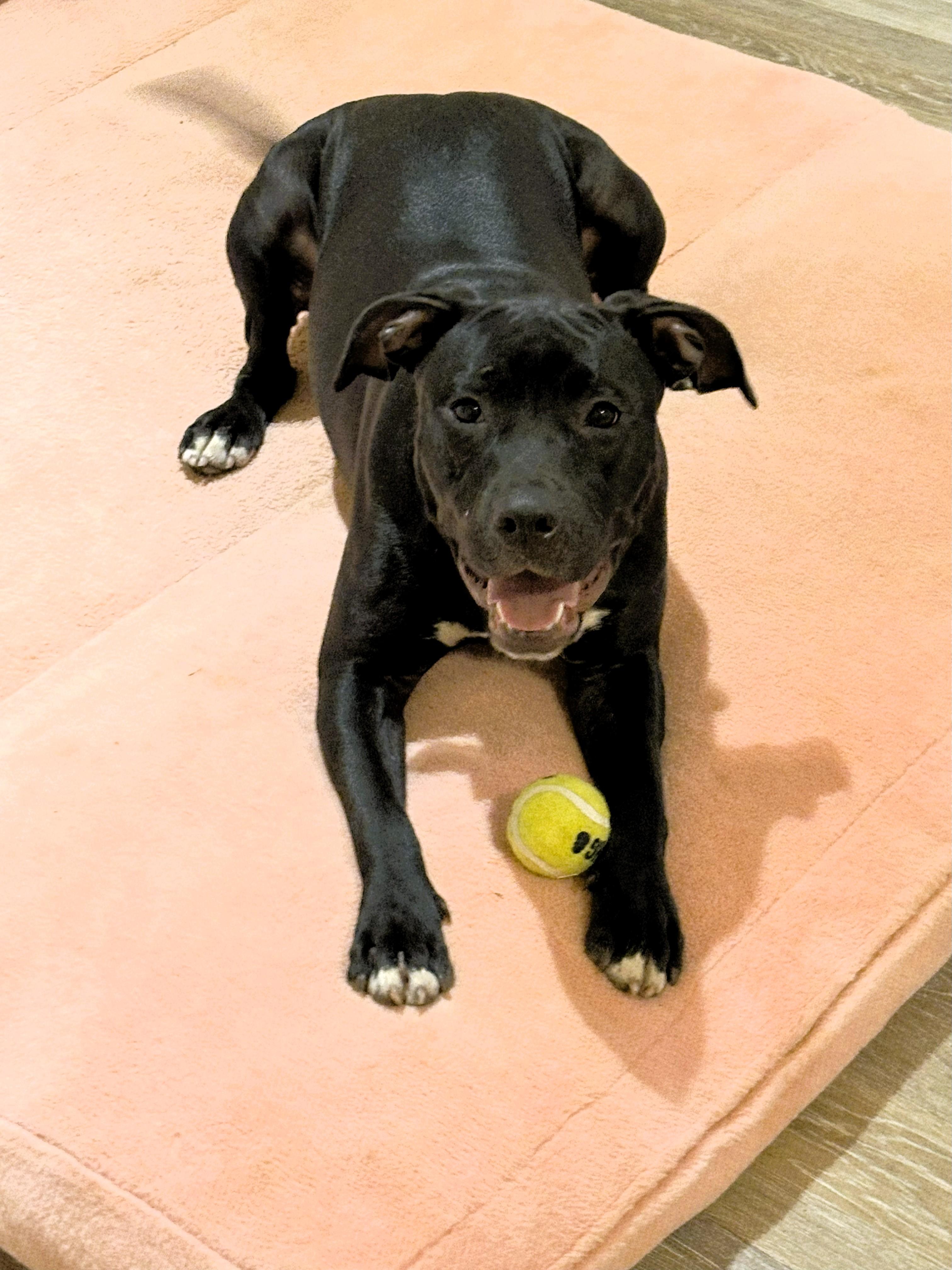 Enlarge Princess, a Adoptable mixed breed in Denver, NC image 6/6