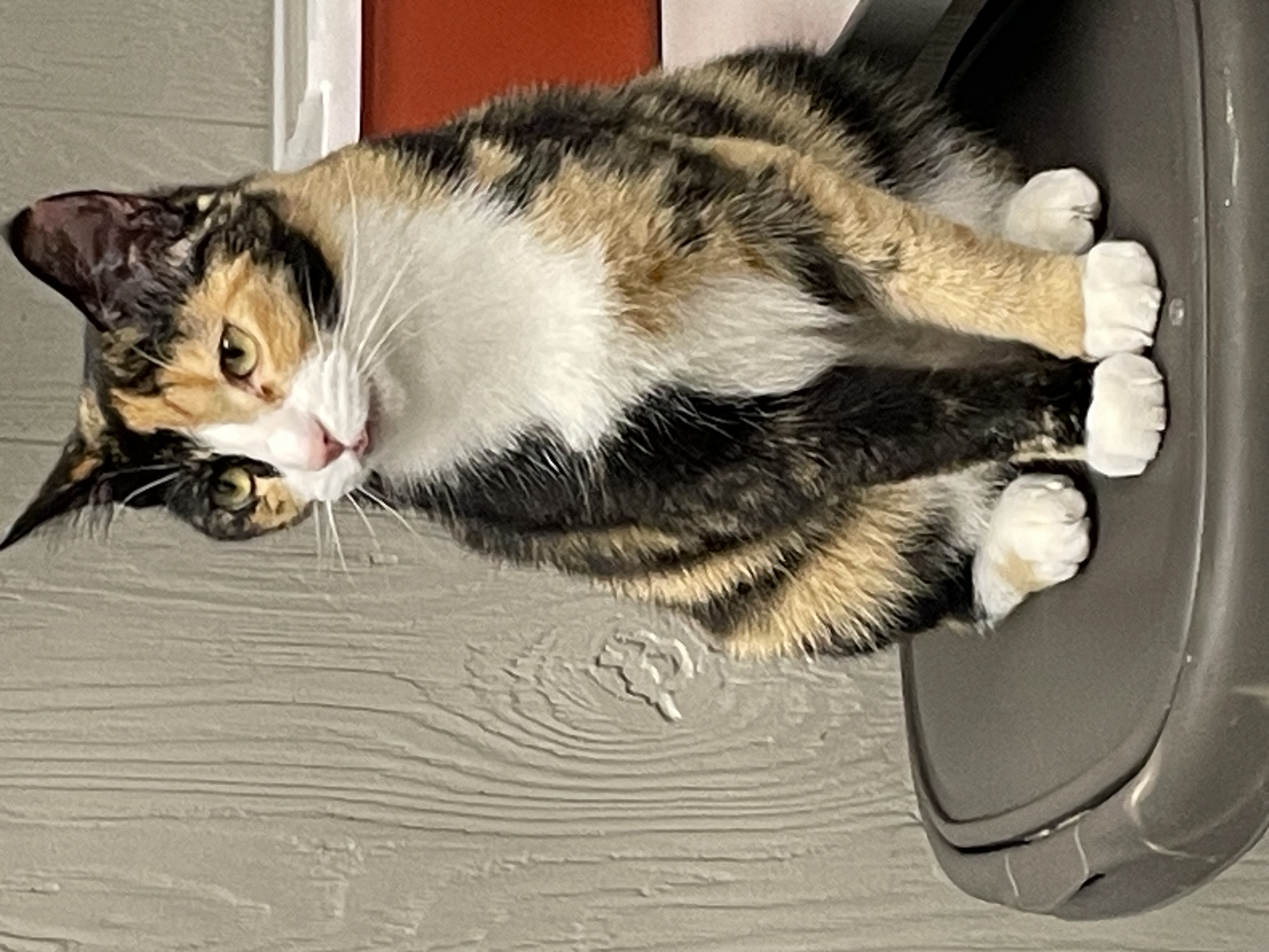 Fia, Adult Female Domestic Short Hair