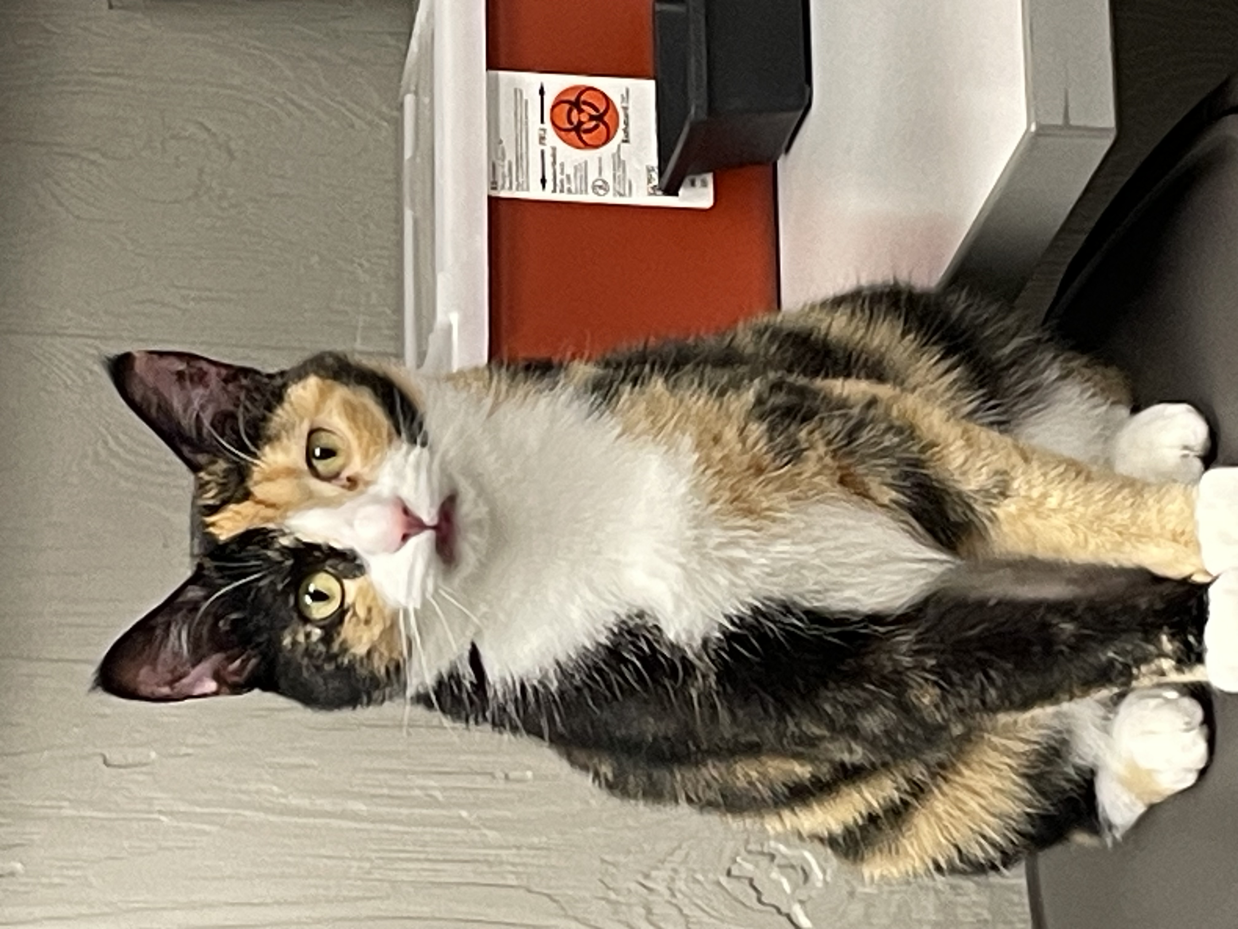 Fia