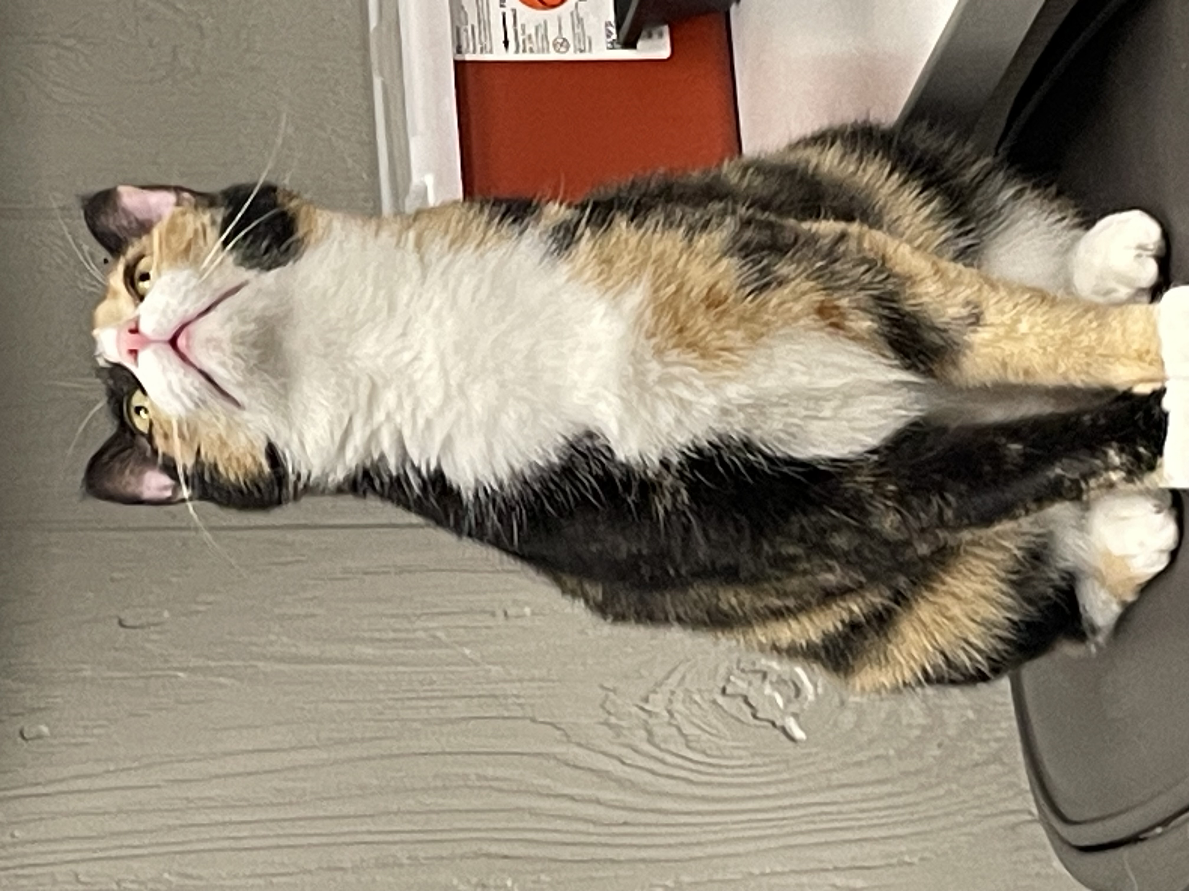 Fia