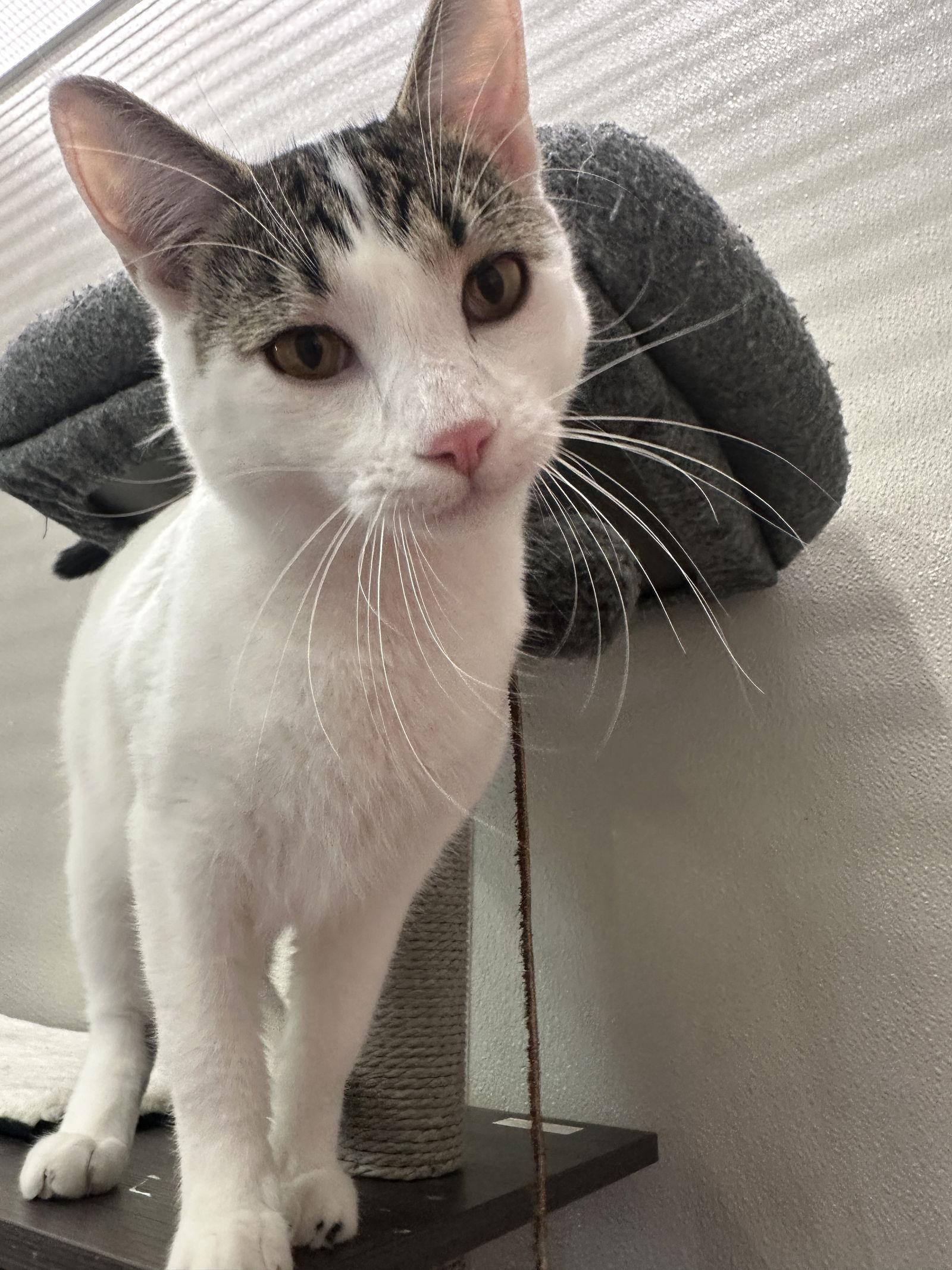 Patrick *Meet me 12/13 @ PSP Fridley!*, Adoptable, Young Male Domestic Short Hair.